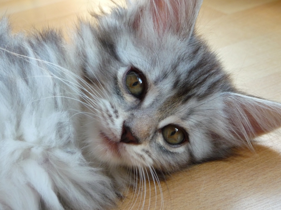 Серебристые котики
