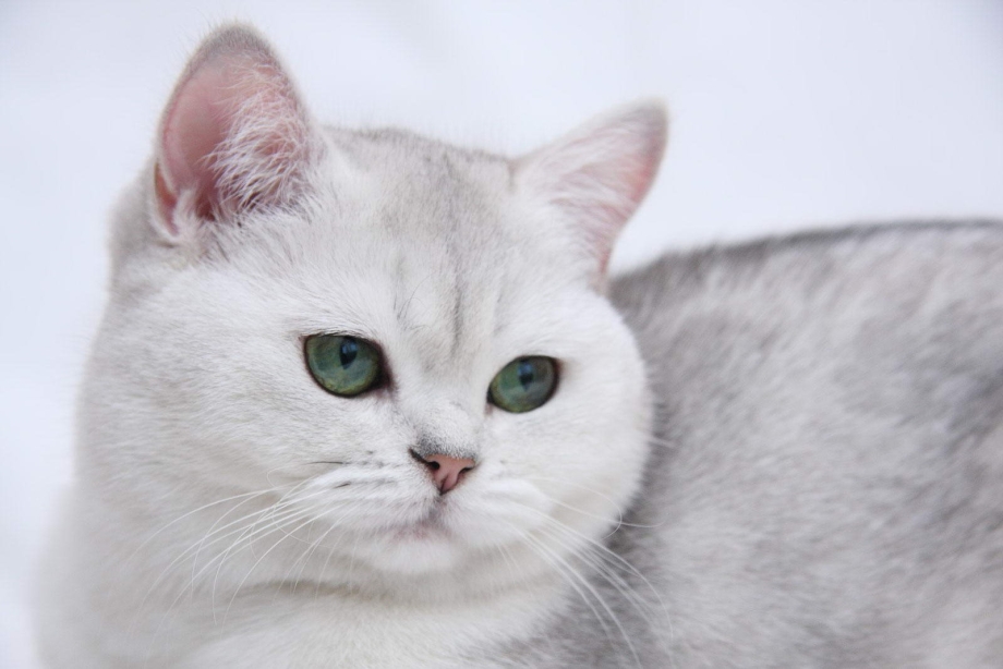 Сибирская кошка серебристая
