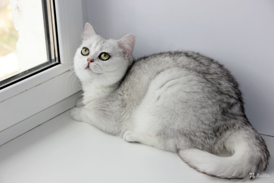 Короткошерстная шиншилла кошка