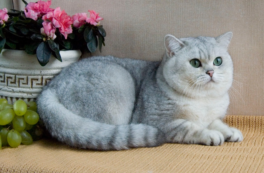 Британская короткошёрстная кошка шиншилла
