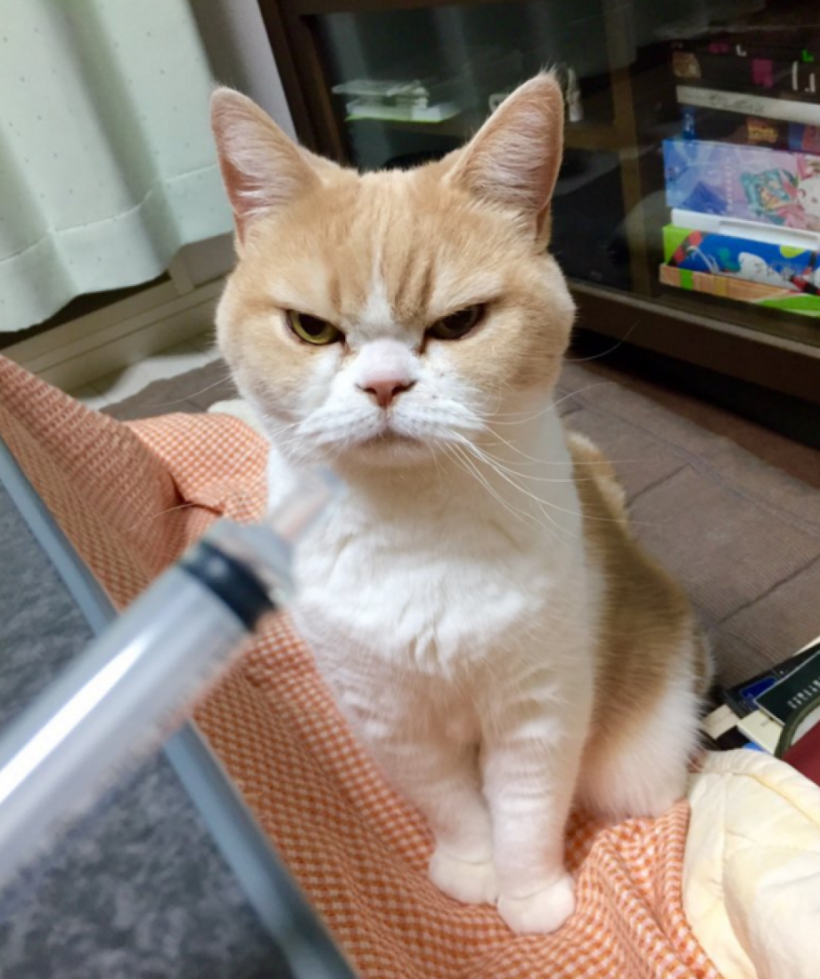 Коюки японский кот