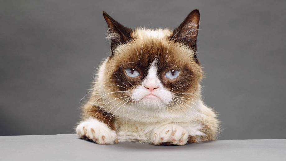 Недовольный кот Grumpy Cat