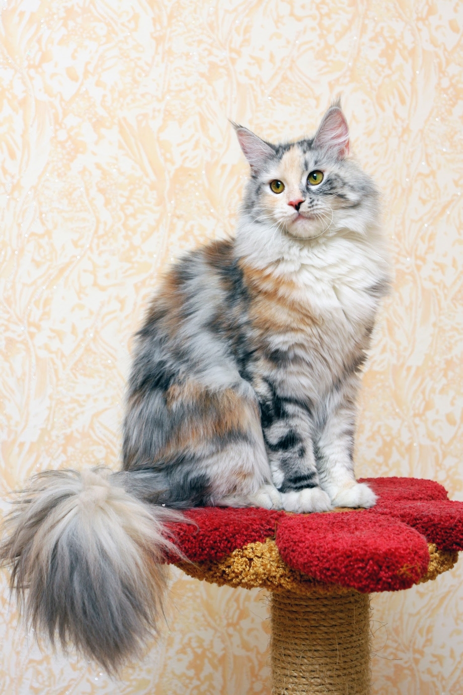 Черепаховый кот Мейн кун