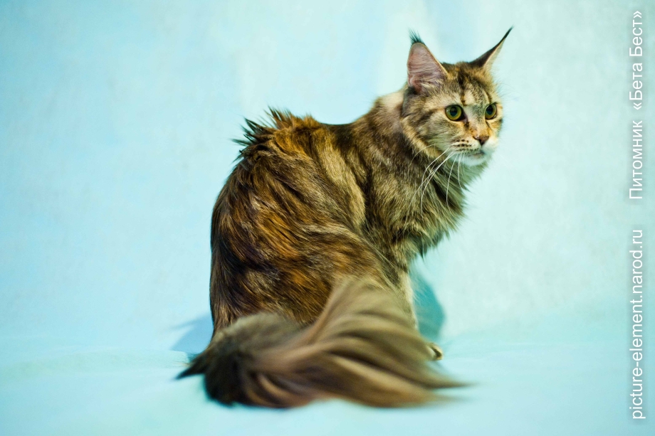 Котята Мейн кун черепах