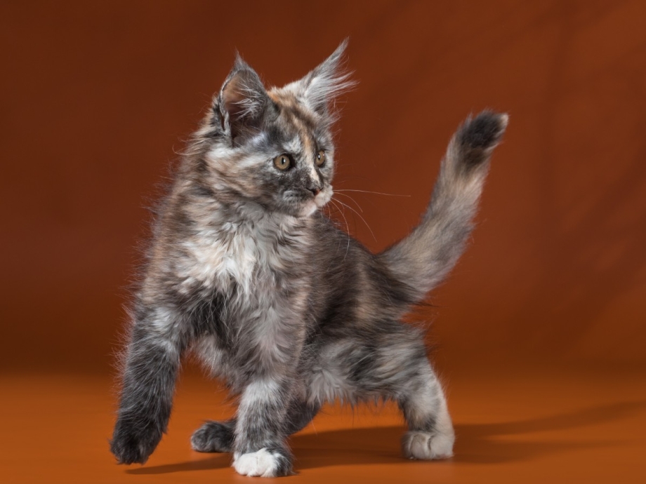Dreamcatcher Maine Coon cattery
