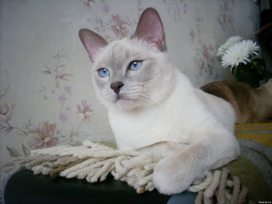 Тайская кошка Лилак Пойнт
