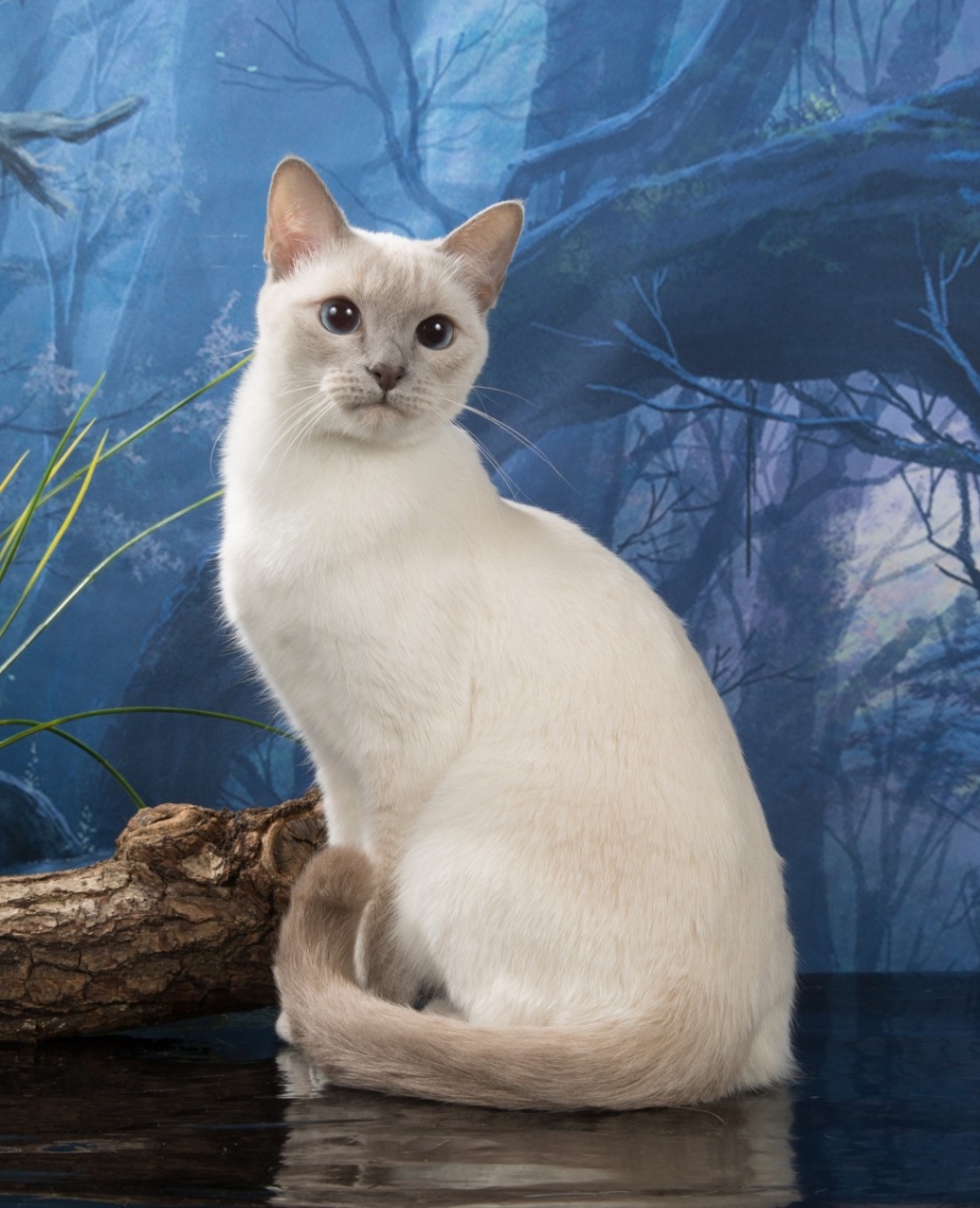 Фиолент тайский кот
