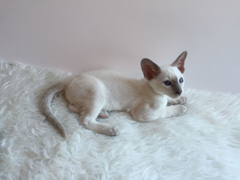Лиловый тайский кот