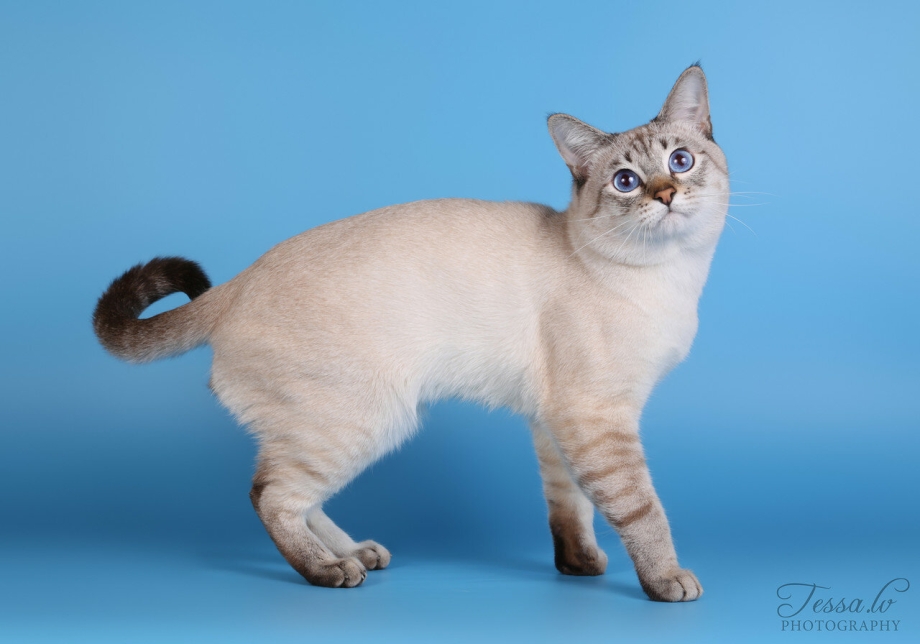 Сиамская кошка Лилак Пойнт