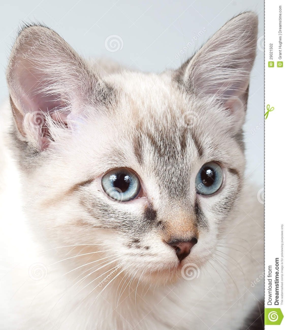 Королевская Сиамская кошка