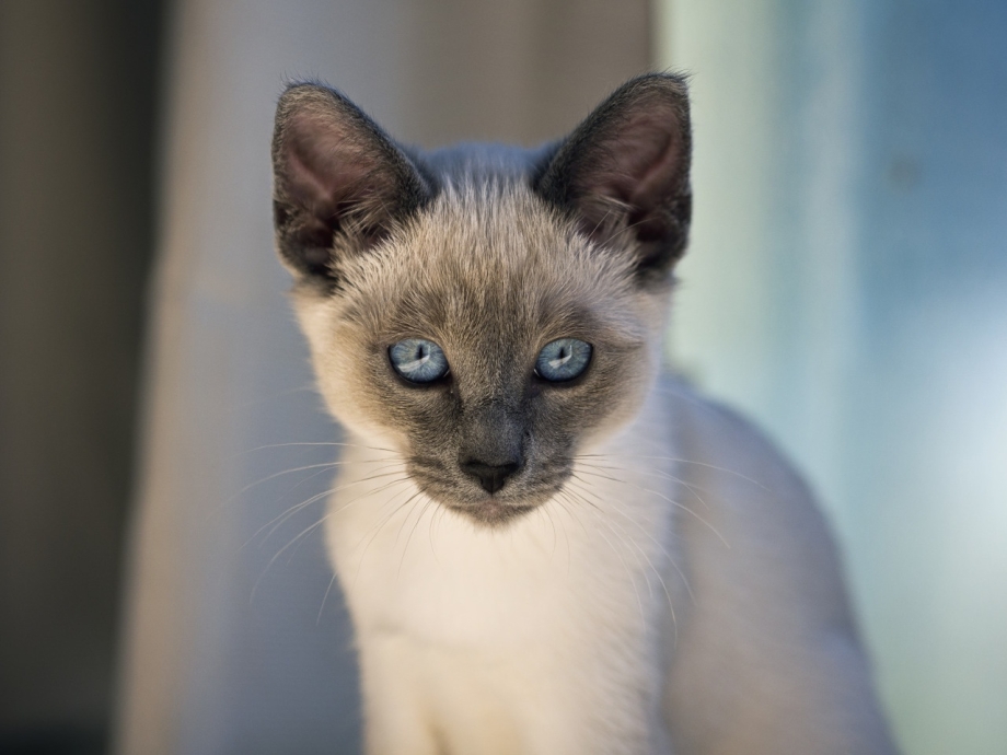 Lilac point Thai Cat