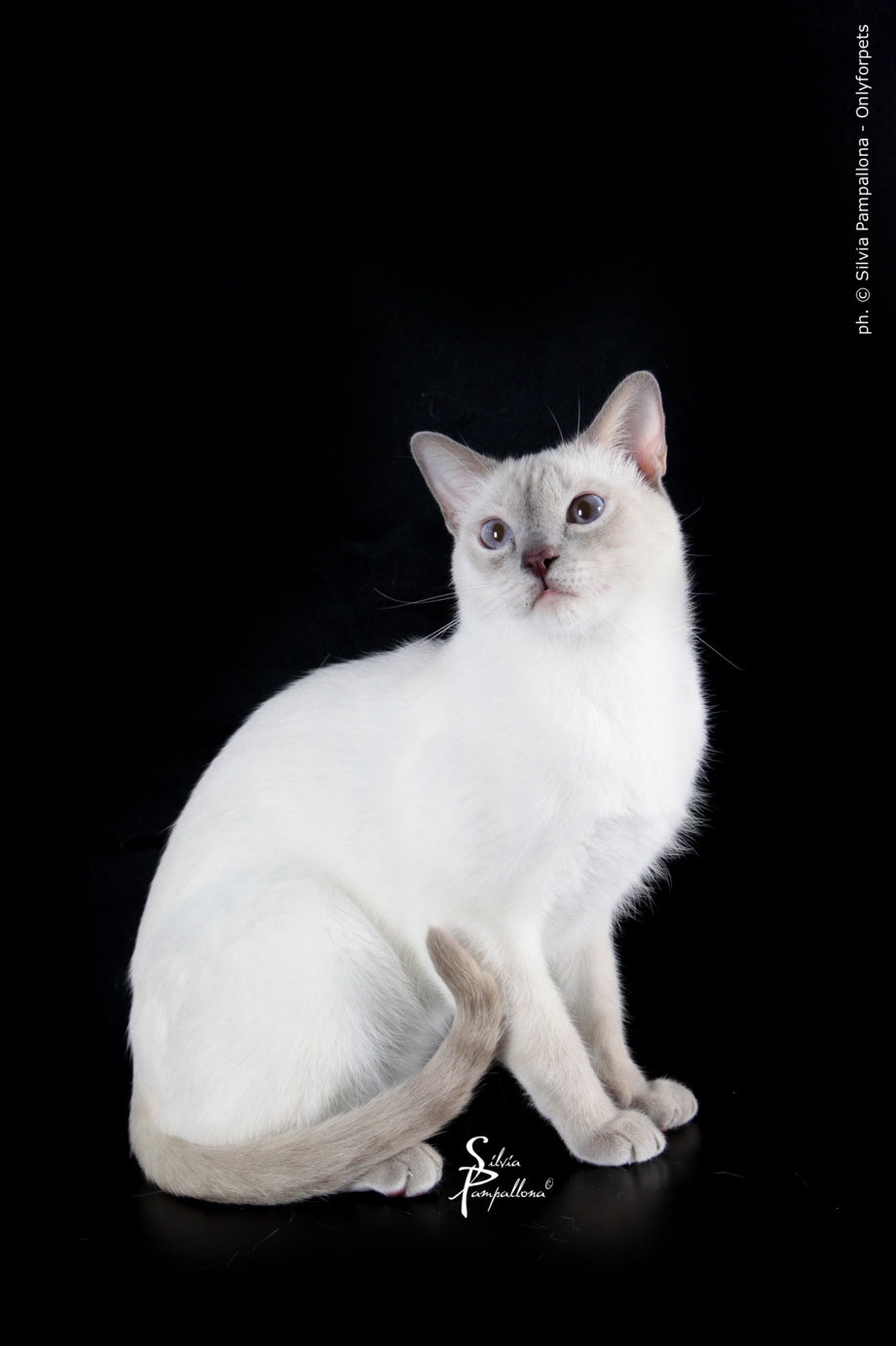 Glamour Siamese Kitty