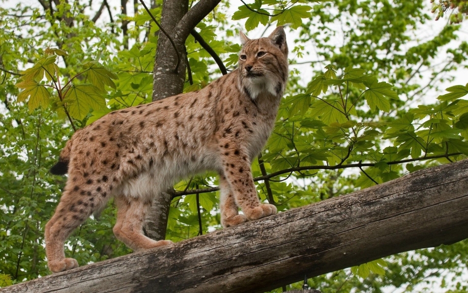 Обыкновенная Рысь Lynx Lynx