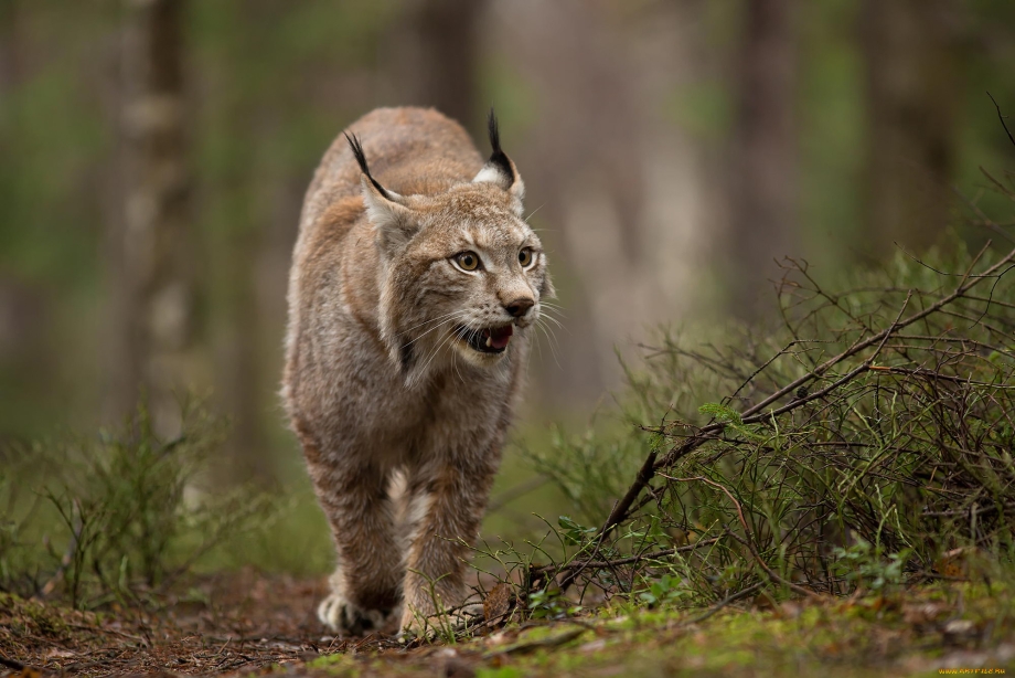 Рысь (Lynx Lynx) в дикой природе