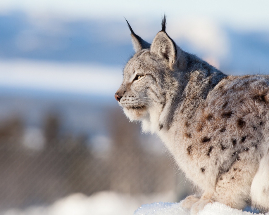 Рысь — Lynx Lynx