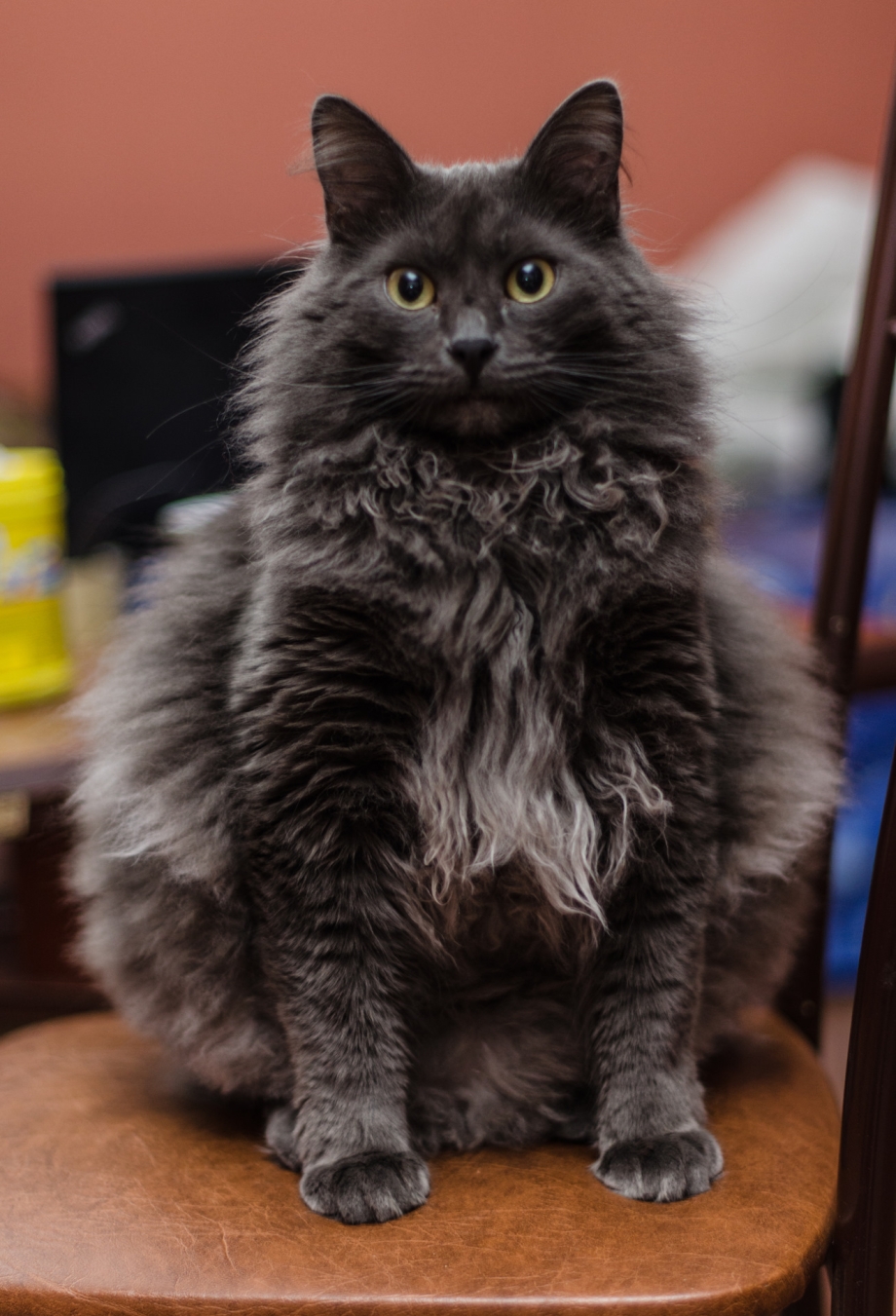 Нибелунг котята