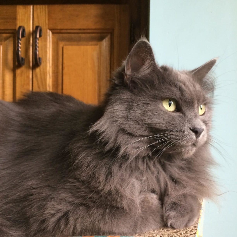 Нибелунг кошка