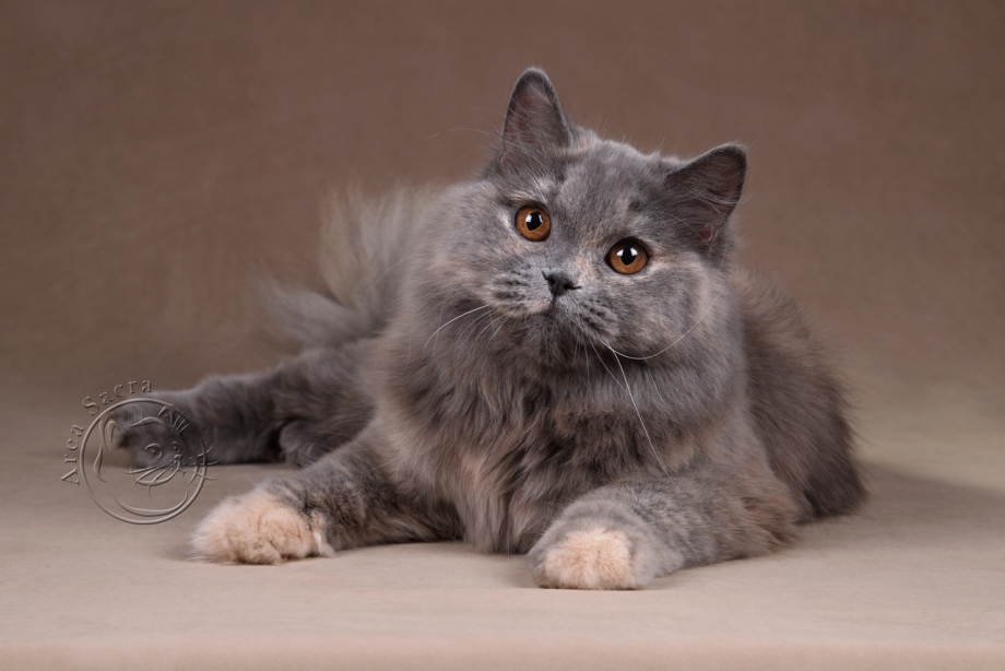 Сибирский длинношерстный кот