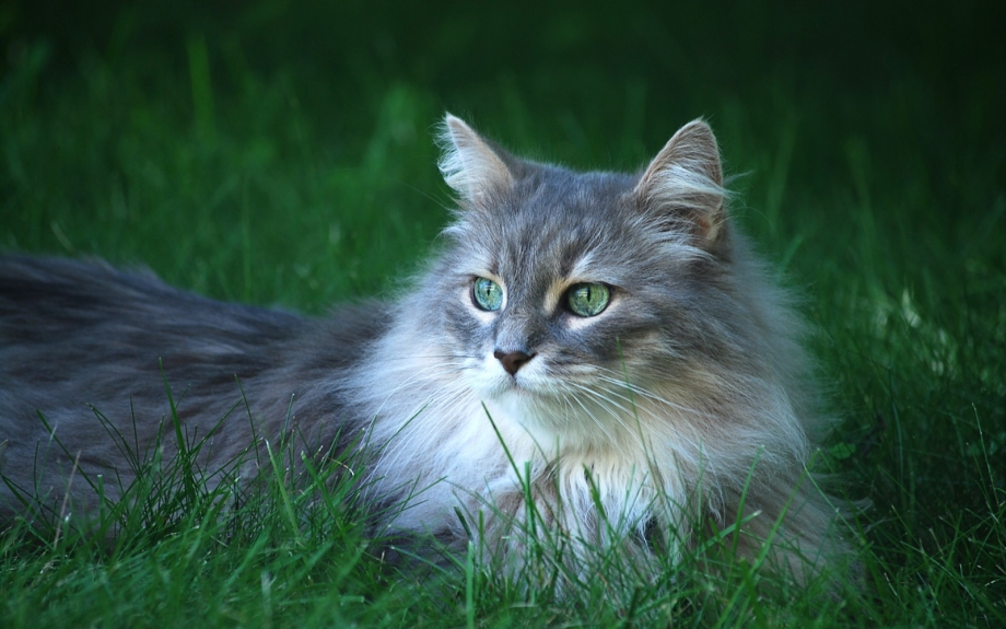 Сибирская длинношерстная кошка