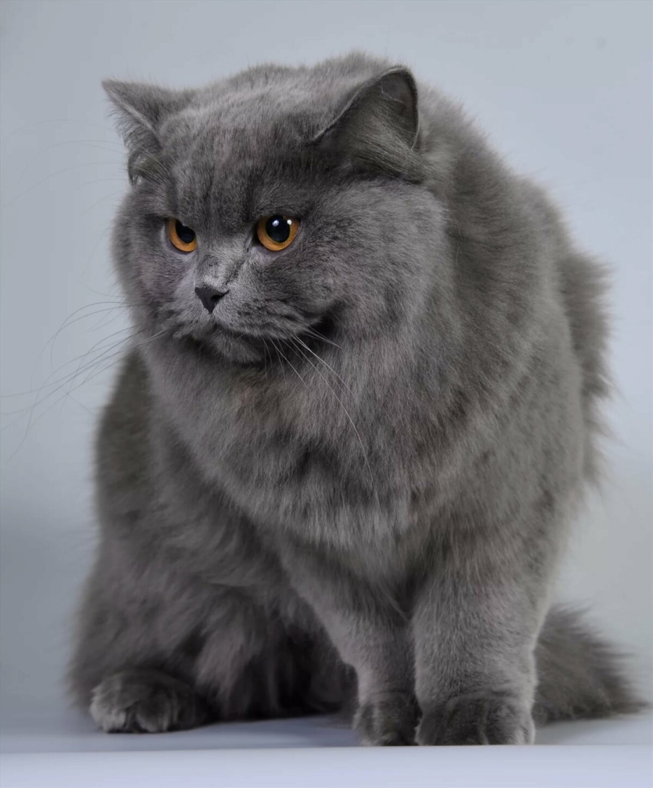Нибелунг порода кошек