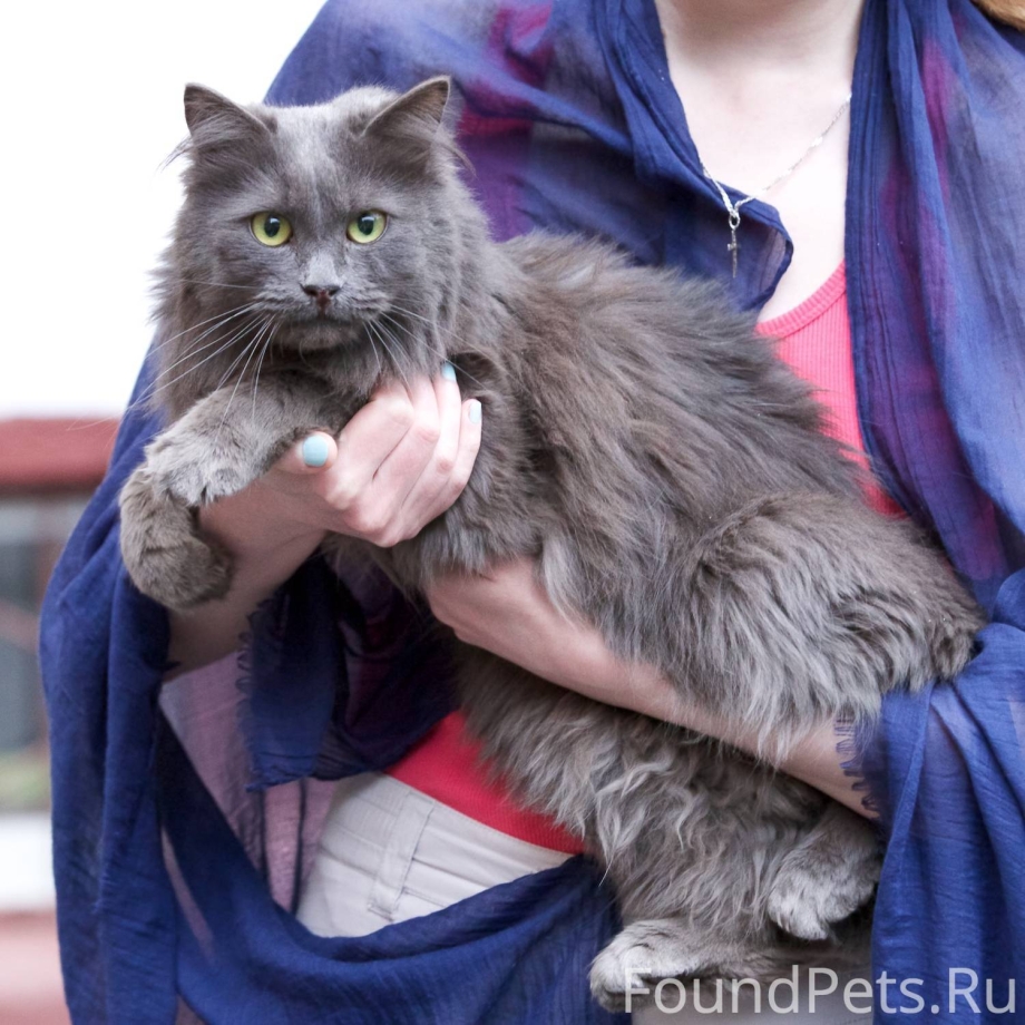 Британская длинношёрстная кошка