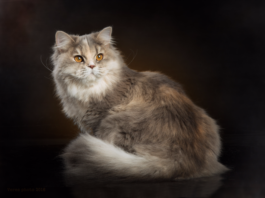 Кот Нибелунг