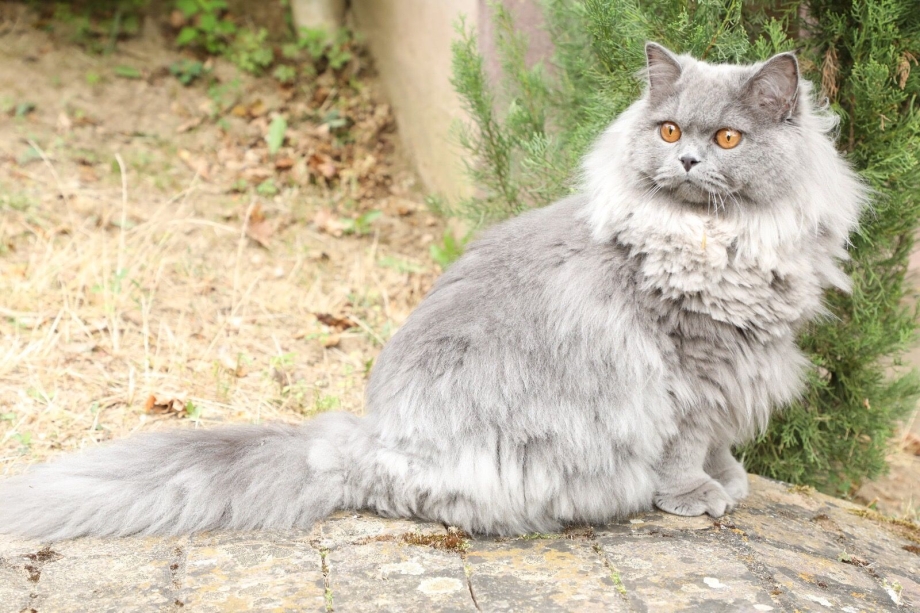 Норвежский Лесной кот серый