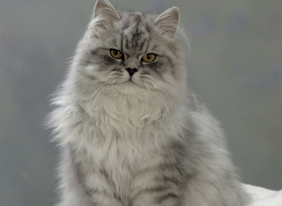 Персидская шиншилла