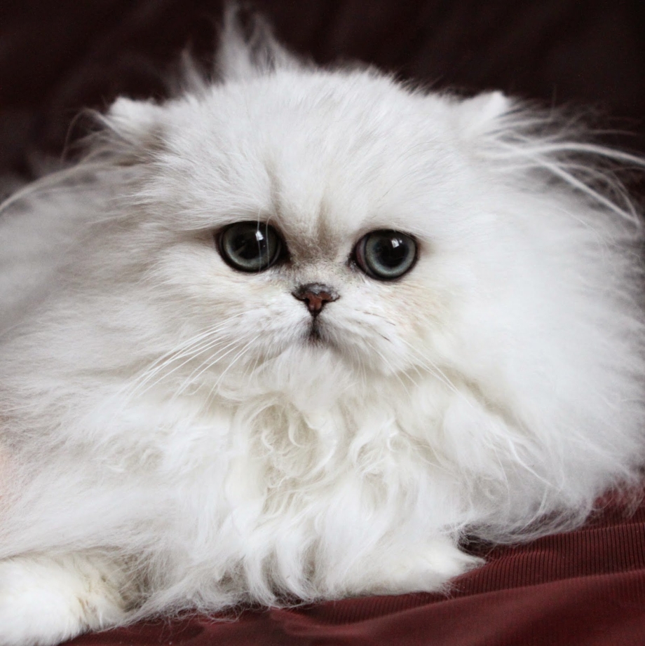 Персидская шиншилла