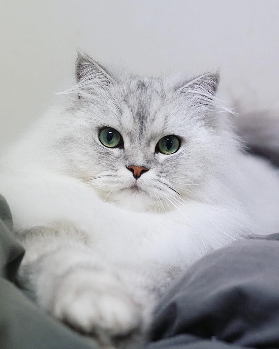 Шиншилловые персидские кошки