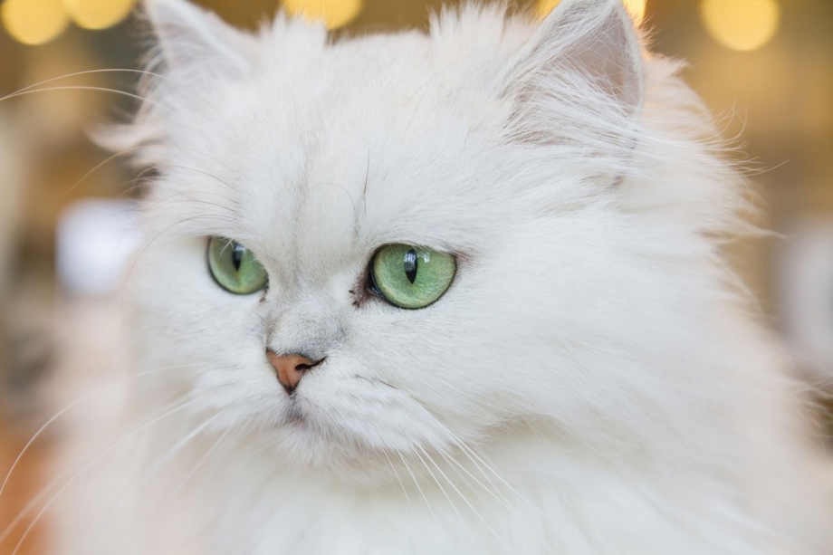 Персидская длинношерстная шиншилла