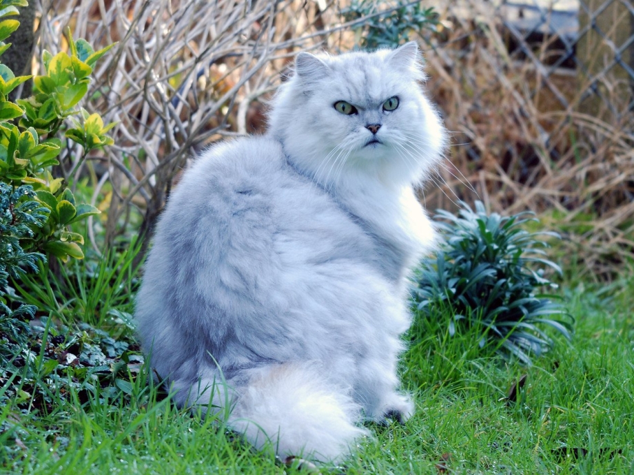 Персидская шиншилла кот