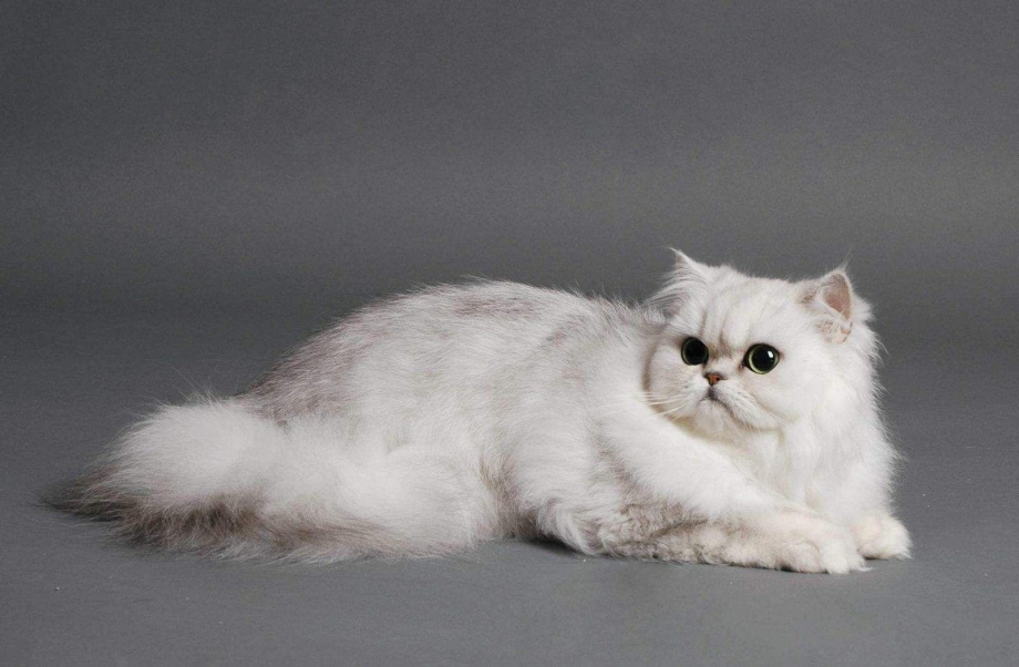 Шиншилловые персидские кошки