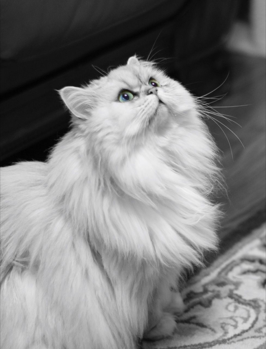 Персидская шиншилла