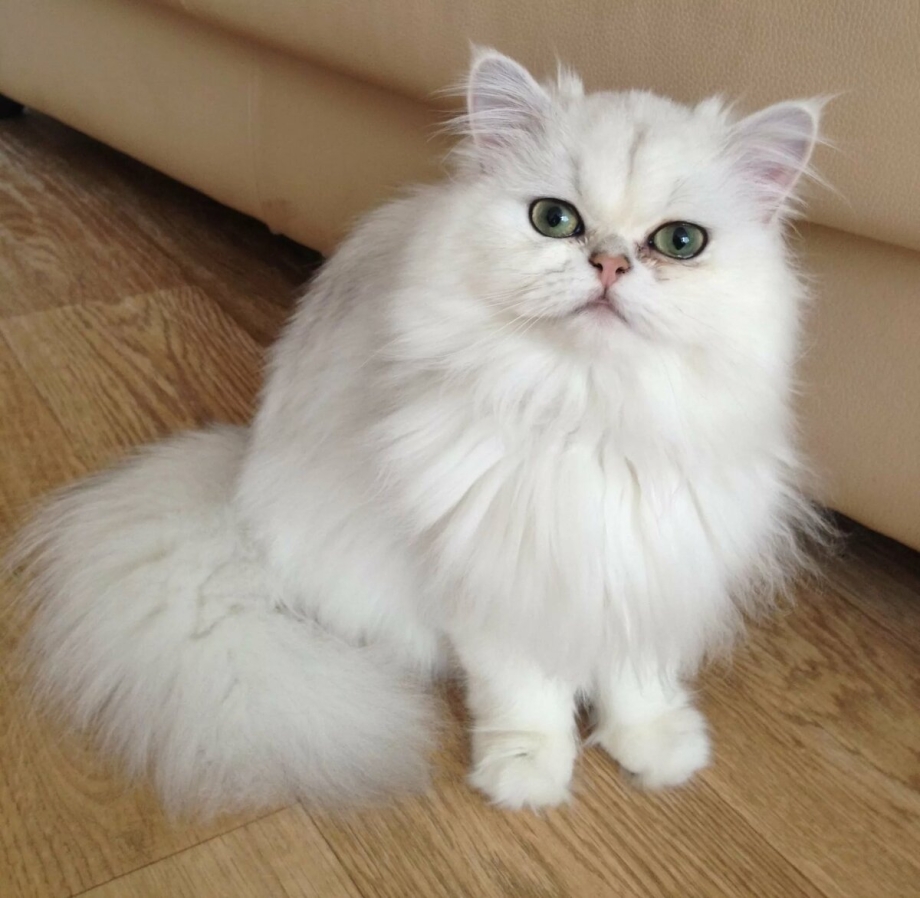 Персидская шиншилла