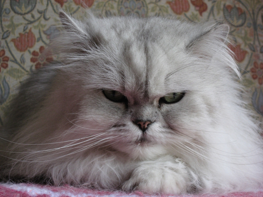 Персидская шиншилла