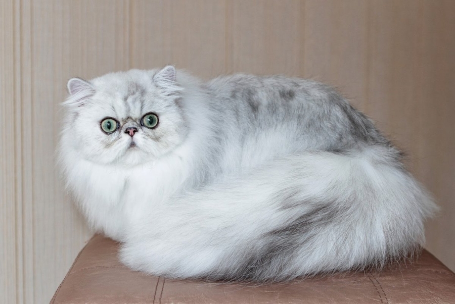 Персидская длинношерстная шиншилла