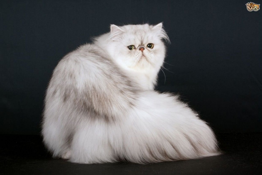 Кот породы Персидская шиншилла