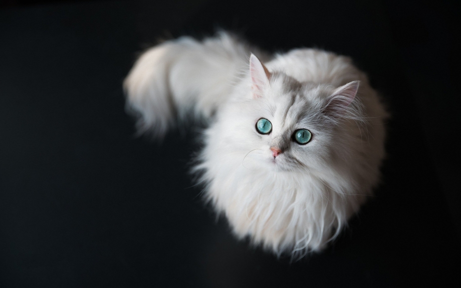 Кошка cincila Melez