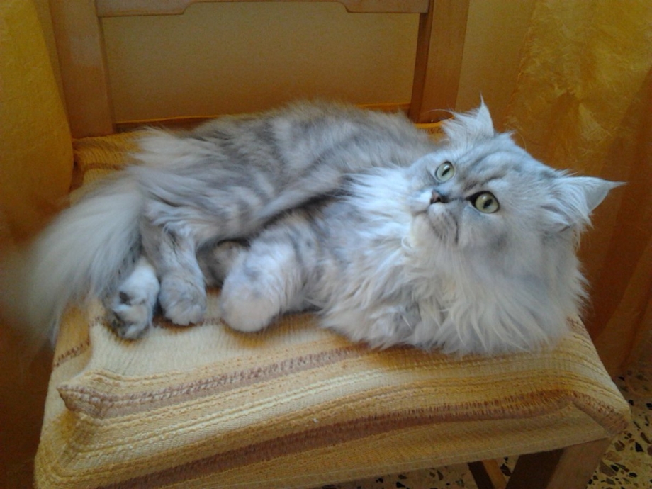 Персидская шиншилла экзот