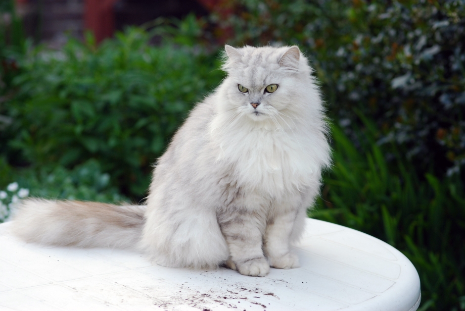 Белая Персидская шиншилла кошка