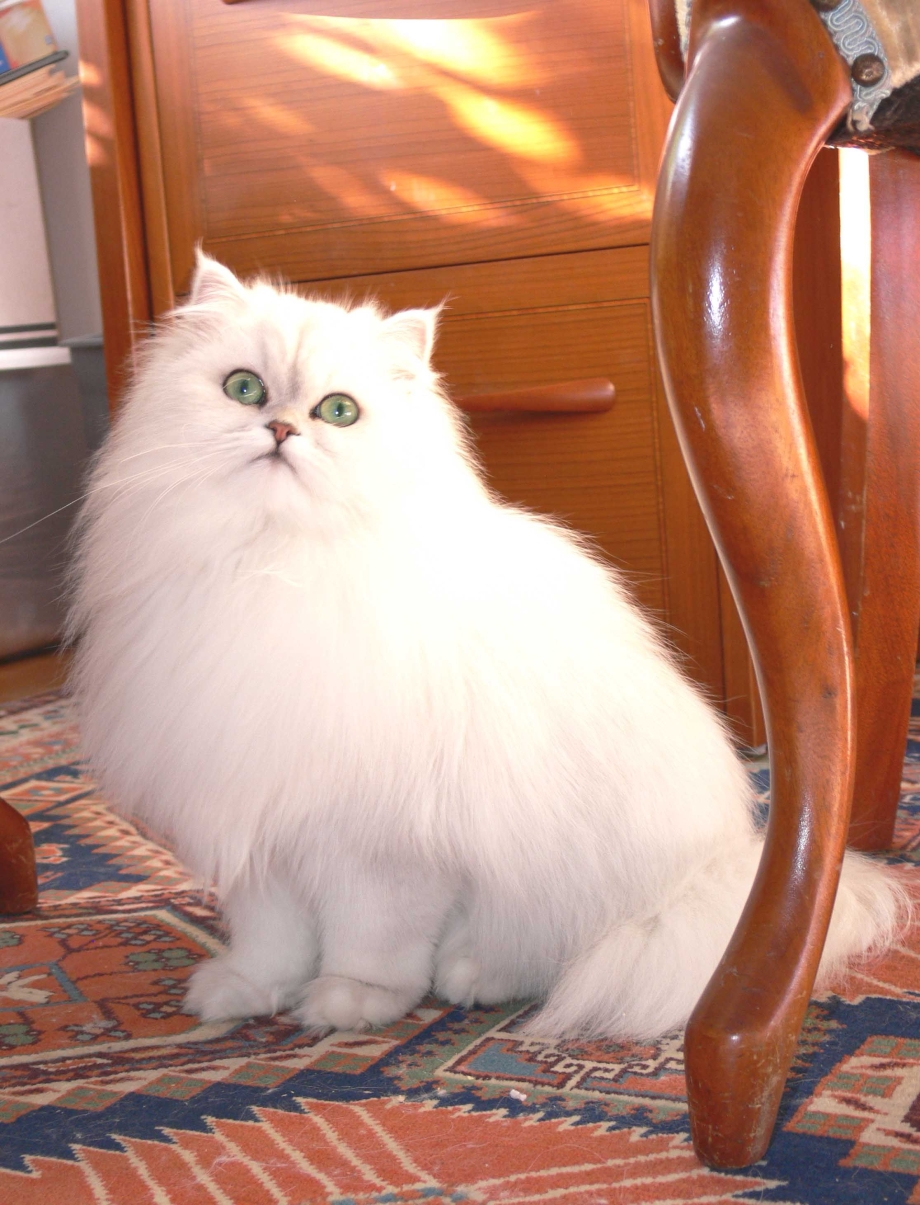 Персидская шиншилла