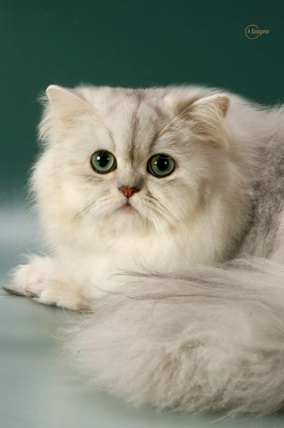 Золотой котенок пушистый