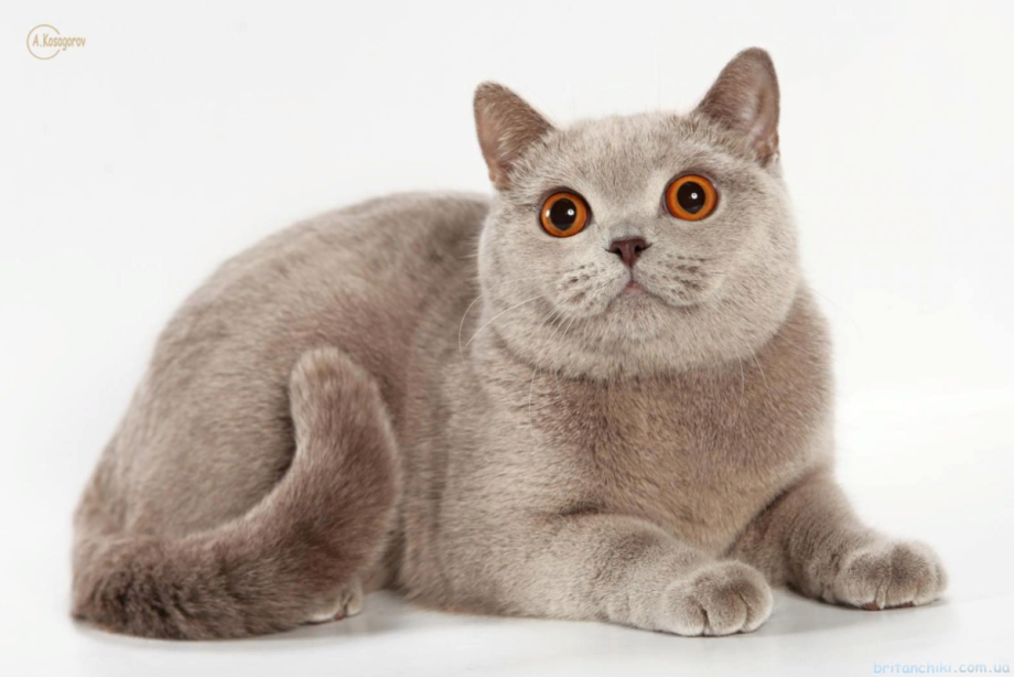 Лиловый британец кот