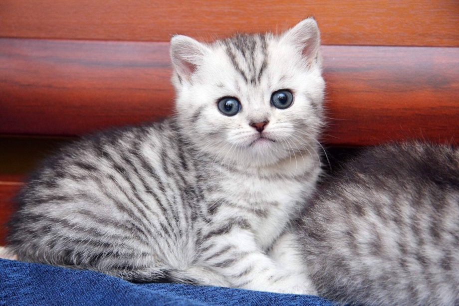 Шотландский скоттиш страйт вискас