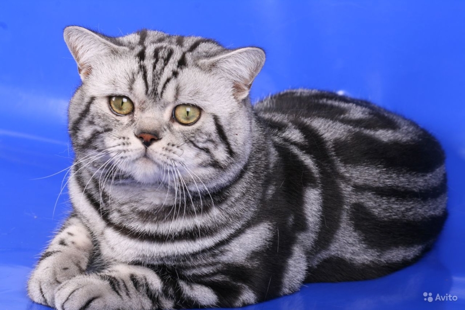 Кот британец мраморный