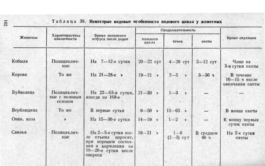 Течка у собак