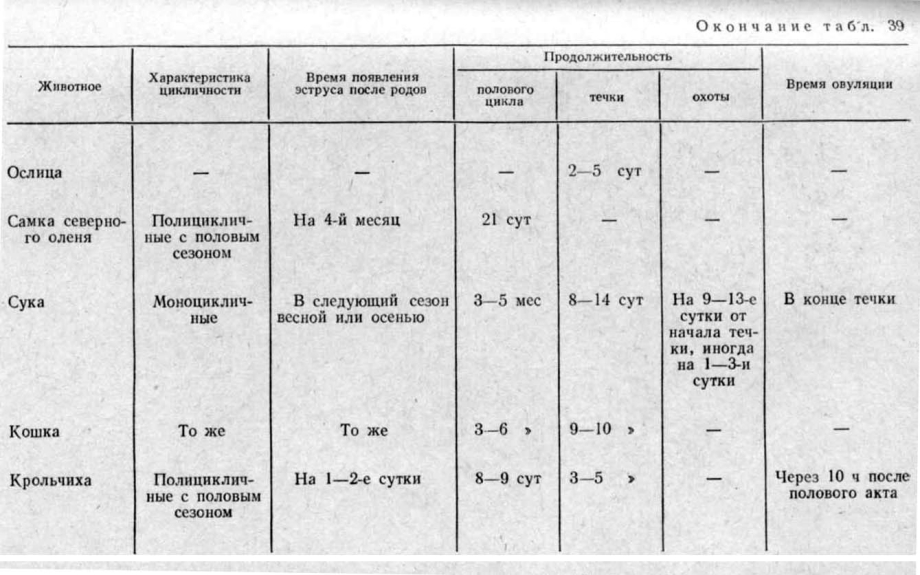 Длительность течки у собак средних пород