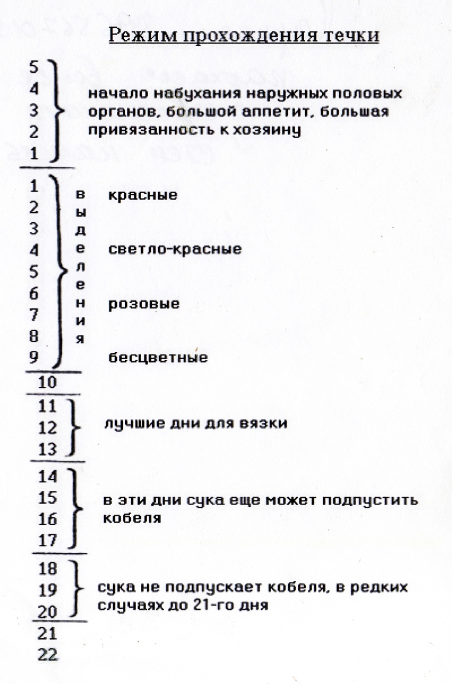 Живот беременной собаки