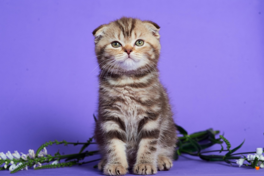 Скоттиш фолд шоколадный мрамор